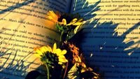 pic for Yellow Daisies On Book Pages 